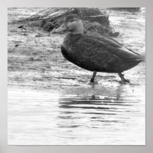 Poster de Fotografia Duck