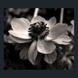 Poster de Fotografia Floral Anemone Black and Whit<br><div class="desc">Fotografia Floral a Preto e Branco. Fotografia de anêmona no Poster. Cartão de saudação,  cartão postal,  postagem e muito mais... </div>
