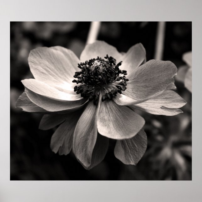 Poster de Fotografia Floral Anemone Black and Whit (Frente)