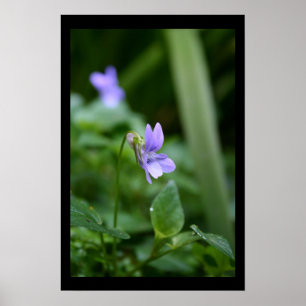 Poster de fotografia floral para violetas selvagen