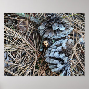 Poster de Fotografia Pinecones