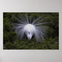 Poster de Fotografia Snowy Egret