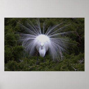 Poster de Fotografia Snowy Egret