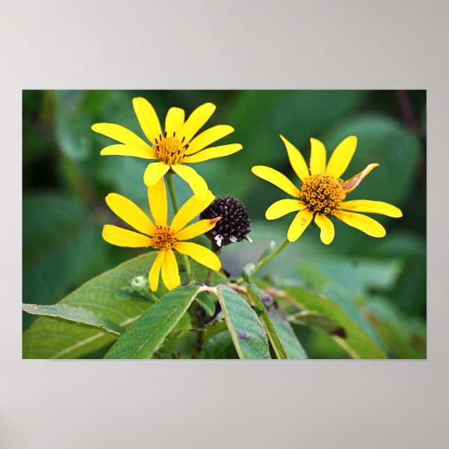 Poster de Fotografias das Flores Amarelas (Frente)
