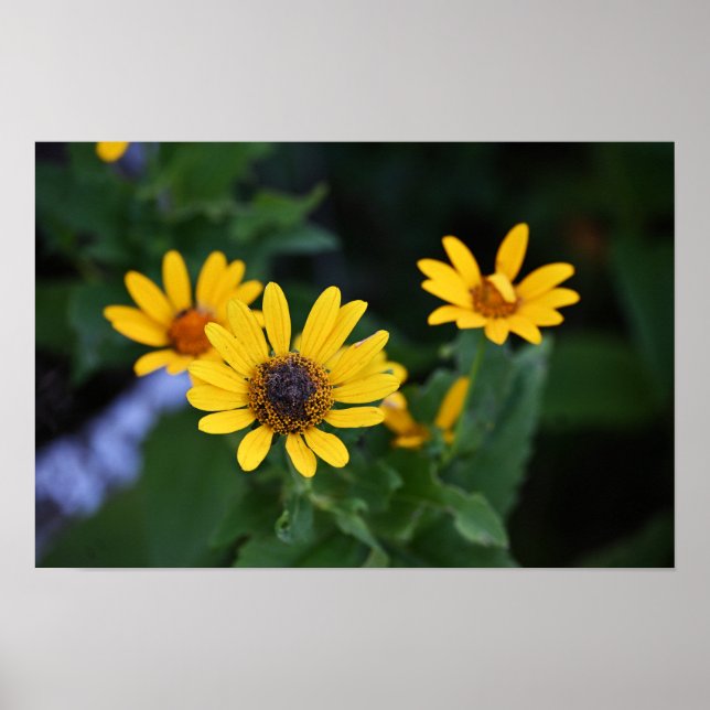 Poster de Fotografias das Flores Amarelas (Frente)
