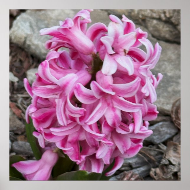 Poster de Fotografias das Flores Hiacintas Rosa (Frente)