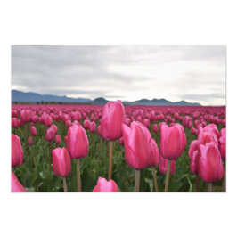 Poster de Fotografias das Tulipas Rosa