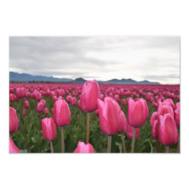 Poster de Fotografias das Tulipas Rosa (Frente)