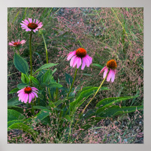 Poster de Fotografias de Coneflowers Roxos