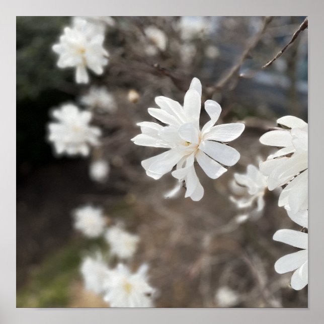 Poster de Fotografias de Flores Brancas (Frente)
