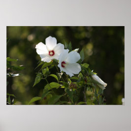 Poster de Fotografias de Flores Brancas
