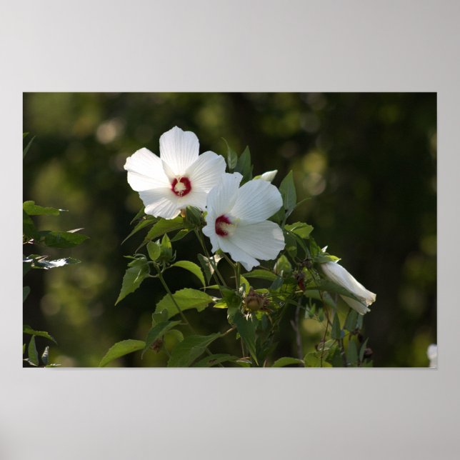 Poster de Fotografias de Flores Brancas (Frente)