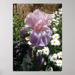 Poster de Fotos das Flores Florais Mauve Pink Iris
