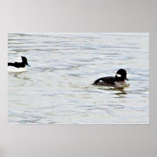 Poster de Fotos de Patos Bufflehead