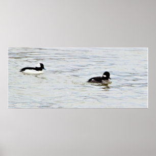 Poster de Fotos de Patos Bufflehead
