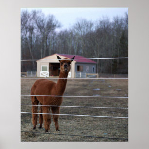 Poster de Fotos do Alpaca