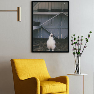 Poster de Frango Silkie