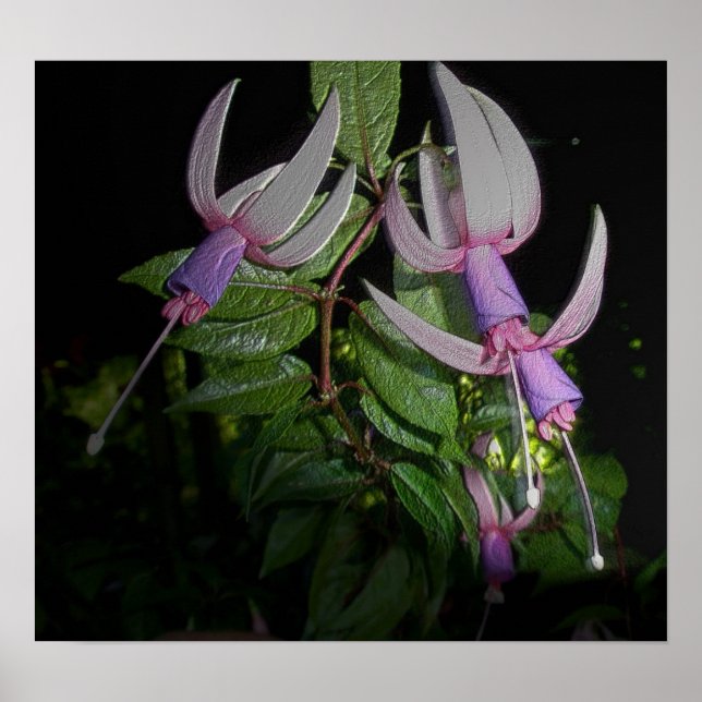 Poster de Fushia Azul (Frente)