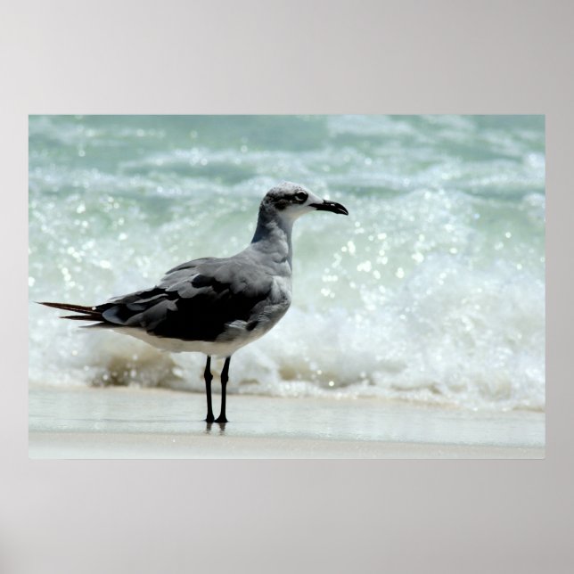 poster de gaivota (Frente)