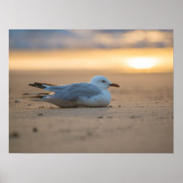 Poster de gaivota dormindo