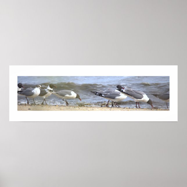 Poster de gaivotas à beira-mar (Frente)