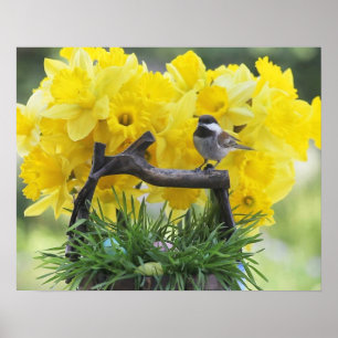 Poster de galinha do Springtime