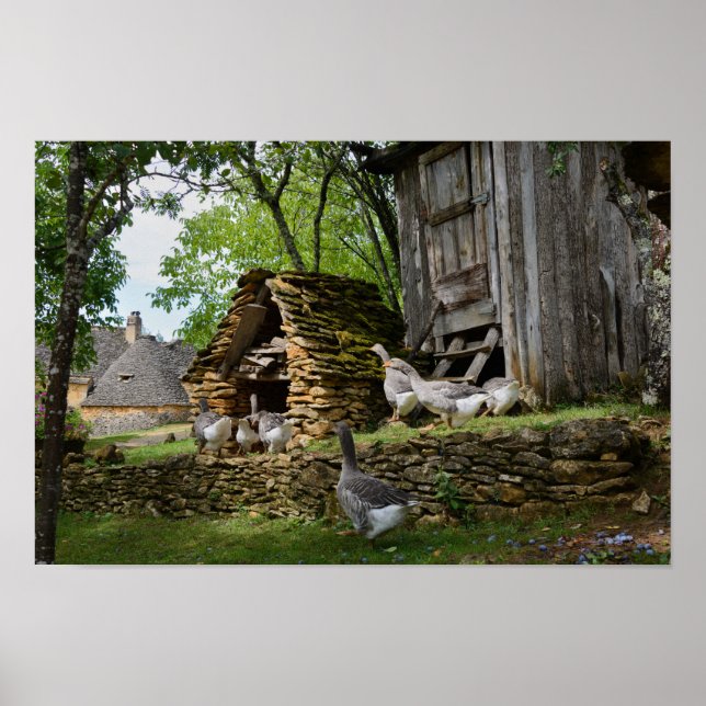 Poster de ganso de foie gras tradicional (Frente)