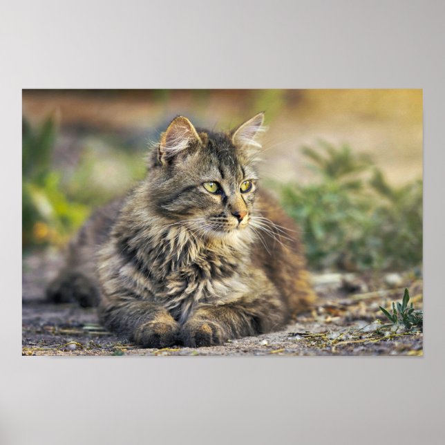 Poster de gato (Frente)