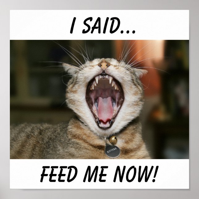 Poster de gato (Frente)