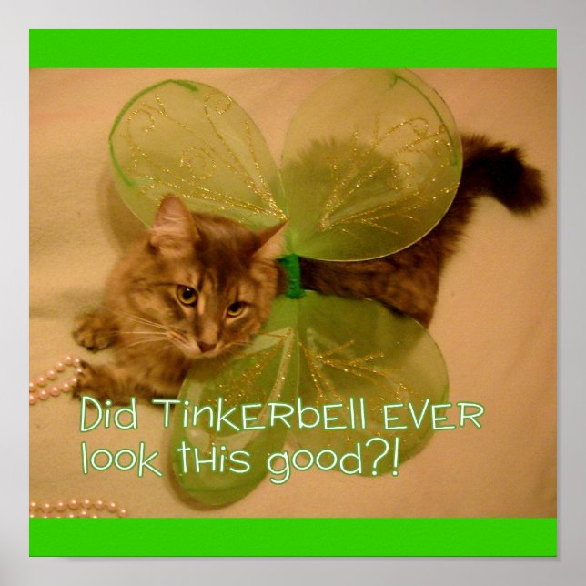 Poster de gato (Frente)