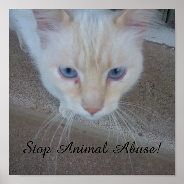 Poster de gato (Frente)