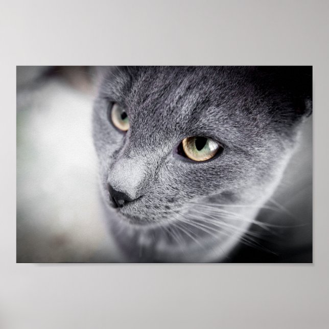 Poster de gato bonito (Frente)