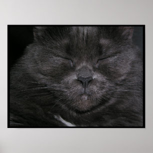 Poster de Gato com Sono de cinza