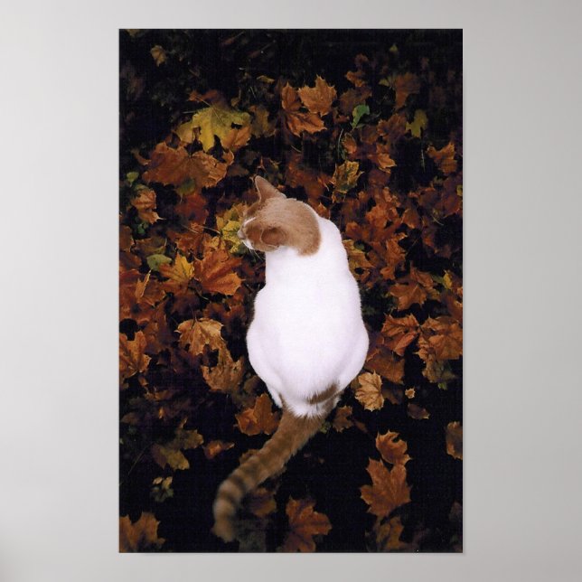 Poster de Gato de Pet (Frente)