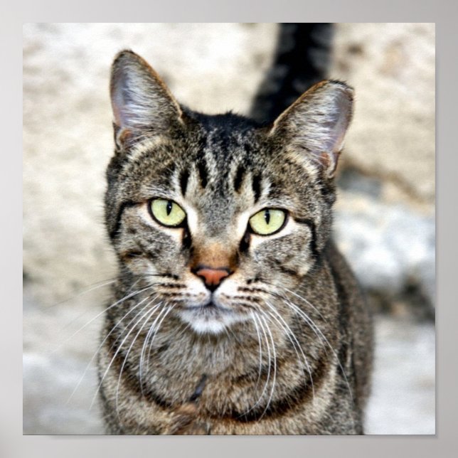 Poster de Gato Egípcio (Frente)