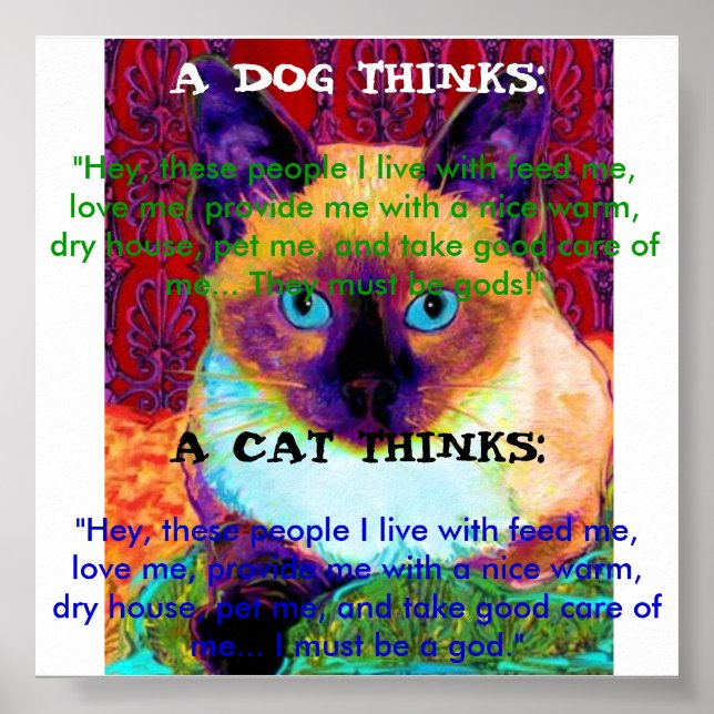 Poster de Gato Engraçado (Frente)