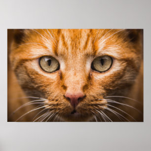 poster de Gato Estrelado