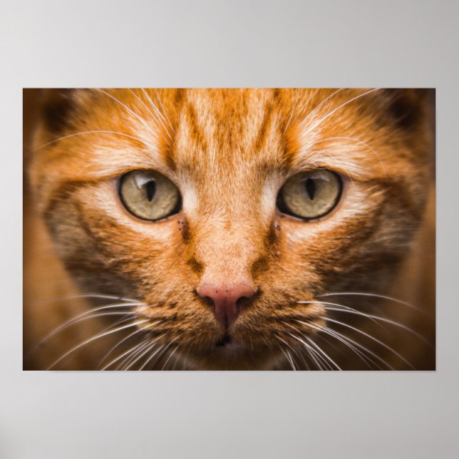 Poster de Gato Estrelado (Frente)