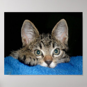 poster de gato fofo