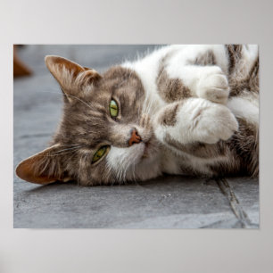 Poster de gato/Impressão