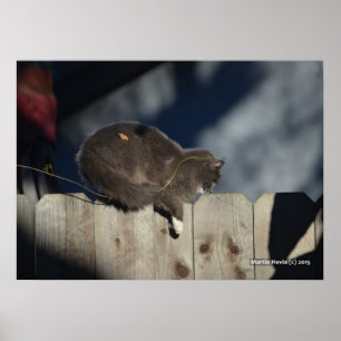 Poster de gato na cerca (13)