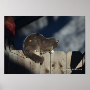 Poster de gato na cerca (16)