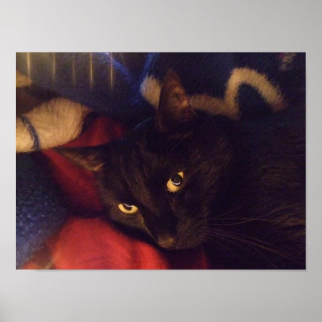 Poster de Gato Negro Bonito (Frente)