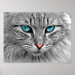 Poster de Gato Olhado Azul