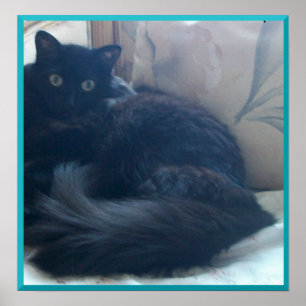 Poster de Gato Persa Negro