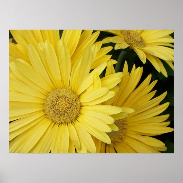 Poster de Gebera Daisies Amarelo (Frente)