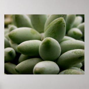 Poster de Gems Verdes