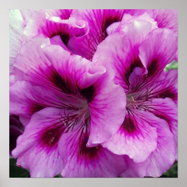 Poster de Geranium Care (Frente)