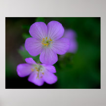 Poster de Geranium selvagem