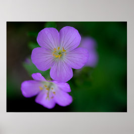 Poster de Geranium selvagem